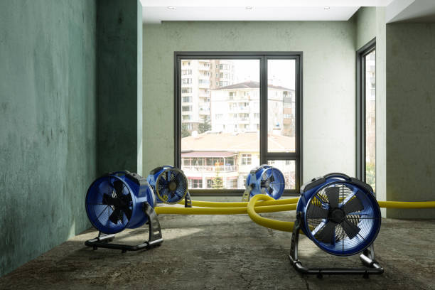 Best Water damage cleanup near me  in Sidney, MT